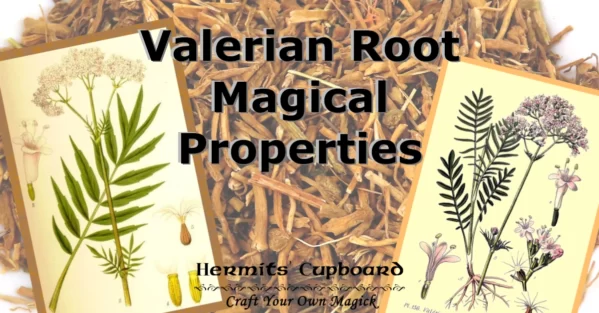 Valerian Root Magical Properties