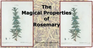 The Magical Properties of Rosemary
