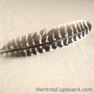 Barred Turkey Feather